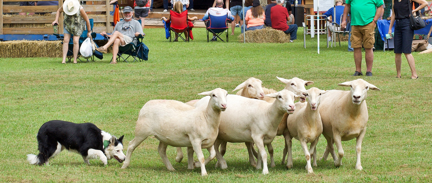 Franklin Area Folk Festival Border Collie Demonstrations